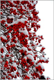 Белое на красном / первый снег...
