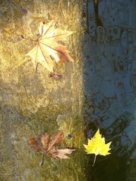 осень / краски осени на воде