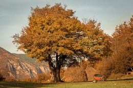 Дерево / Осенний пезаж для фотоконкурса «Воспоминания об осени»