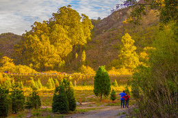 Осенняя песня / Калифорния. Здесь выращивают ёлочки для Рождества..