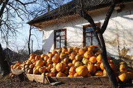 Богатйы урожай / Вечерняя фото съемка в Украинском селе Смолянка.