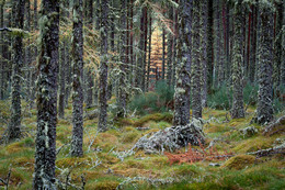 У друидов / Осенний лиственничный лес, Шотландия