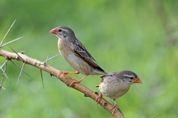 Разногласия / ***