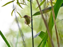 Тростниковая камышовка (лат. Acrocephalus scirpaceus) / Тростниковая камышовка длиной примерно 13 см, размах крыльев от 17 до 21 см. Вес составляет примерно от 10 до 15 граммов. Верхняя сторона коричневая, нижняя сторона желтовато-белая. У маленькой птицы белёсое горло, острый клюв и бурые ноги. Самец и самка имеют одинаковую окраску.