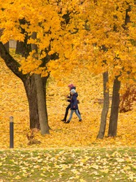 Прогулка на жёлтом / Осенняя прогулка возле Мирского Замка