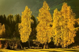 &nbsp; / ein paar Birken werden im goldenen Herbstlicht zu den Helden dieser Landschaft und dieses Bildes.