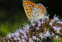 Голубянка и чабрец / Любимые бабочки для макрофотографа :) и маленькая и симпатишная