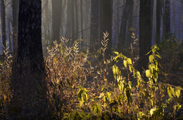 Осенний свет... / Nikon D7000