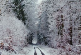 Белым покрывалом / По первому снегу в лесу.
