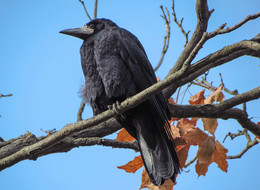 Мудрый птиц.... / Грач (лат. Corvus frugilegus)