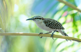 Rufous-naped Wren ~ Campylorhynchus rufinucha / Точного перевода на русский не существует, если переводить дословно в удобоворимую форму, то получается такое :крапивник с красно-коричневым загривком ) 
Особо интерестной информации об этой птице не нашел,конечно питается жучками-паучками, но также вполне способна утащить с вашей тарелки , если зазеваетесь, кусочек сьедобного