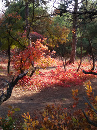 Осенняя скумпия / Кустарник с очень яркими листьями, украшающий крымские леса осенью