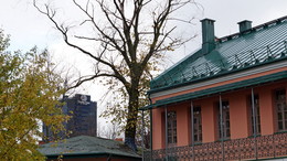 Дерево, которое гуляет по крышам / Беларусь, Минск, ул. Витебская.