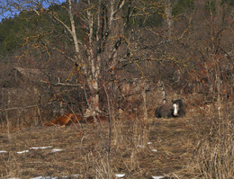 Зернистая пятница / Заброшенная деревня. Ближайшая жилая - 15 км. Коняки материализовались совершенно неожиданно и через мгновенье дематериализовались