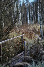 Тропинка в осень / Маленький мостик через ручей в осеннем подмосковном лесу