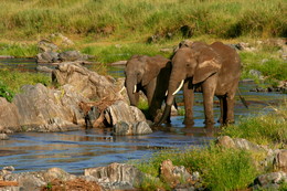 Прогулки в нац.парках Танзании / Все животные сняты в естественной среде