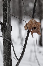 Забвение / Клязьма, зима, перелесок