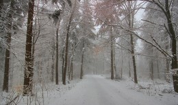 Краски зимнего леса / Туман, мороз и осенняя палитра красок