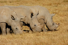 Прогулки в нац.парках Танзании / Все животные на фото сняты в естественной среде