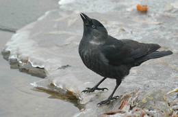 Галка на водопое / ***