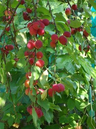 Райские яблочки / Последний урожай.