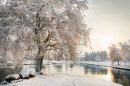Зимняя ива / Зимняя заснежаная ива у реки. Минск, Серебрянка