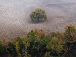 Дерево на холме распаханном в Тоскане осенью 2017 / Дерево на холме распаханном в Тоскане осенью 2017