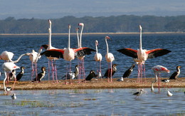 Прогулки в нац.парках Танзании / Все животные на фото сняты в естественной среде