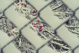 Квадратное настроение / зима, рябина, #Nikon