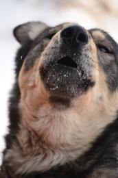 Собачья Песня / Посвящается любимой...