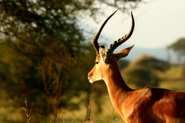 Прогулки в нац.парках Танзании / Все животные на фото сняты в естественной среде
