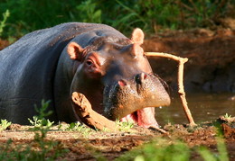 Прогулки в нац.парках Танзании / Розовый бегемот. Все животные на фото сняты в естественной среде