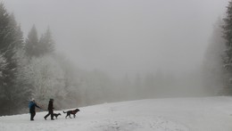 В туман с друзьями / Прогулки по туманному лесу