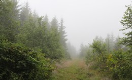 Тропинка уходящая в туман / Спрятался лес в тумане плотном
