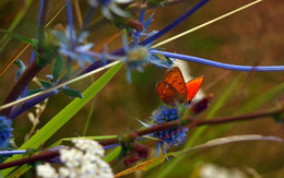 Вспоминая лето / Алая бабочка и синяя колючка. Летний луг в Рязанской области