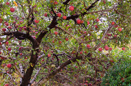 Яблоки искушения / Яблочное дерево.
Это именно то дерево, с которого Ева сорвала яблоко для Адама...