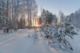 В белом, белом лесу. / Белоснежность прошлой зимы. Декабрь, сильные морозы.