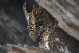 В "домике " / съемка совы в дупле днем