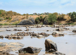 Кения - сафари / Антилопы гну, последствия миграции