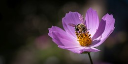 Пчела на цветке / пчела на цветке макро съемка, Nikon d750, Tamron 90mm Macro
можете скачать здесь
https://photostore.shop
