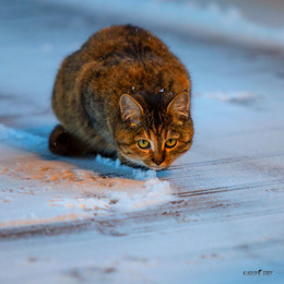 Свежий снег / Дачные кошки
