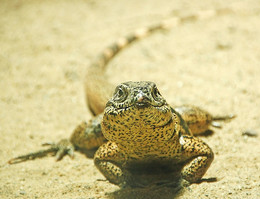 &nbsp; / На золотом песке ...