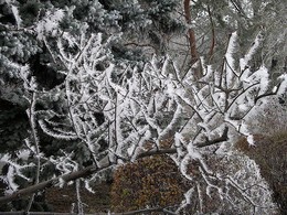 Графика зимнего парка / морозное утро