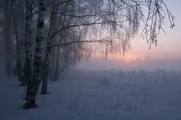 берёзоньки / утро, туман