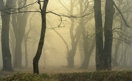 Туман / Утро в дубовой роще