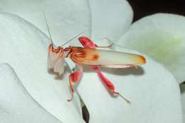 hymenopus coronatus / hymenopus coronatus