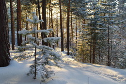 утро в сосновом лесу / Новосибирск