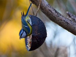 Лазоревка (Parus coeruleus L.) / у кормушки