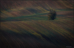 Одинокое дерево в Моравской &quot;степи&quot;. / Пейзажи Южной Моравии.