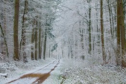 Дорога в зиму... / Лесной пейзаж . Этюд.